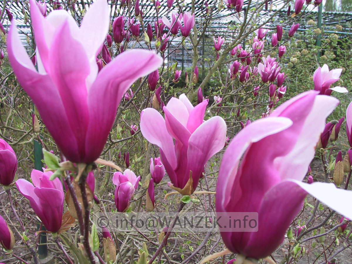 Magnolia liliiflora Nigra 04.JPG